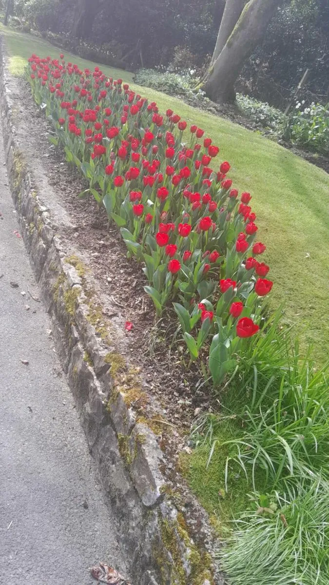 Garden Rescue - Image 1