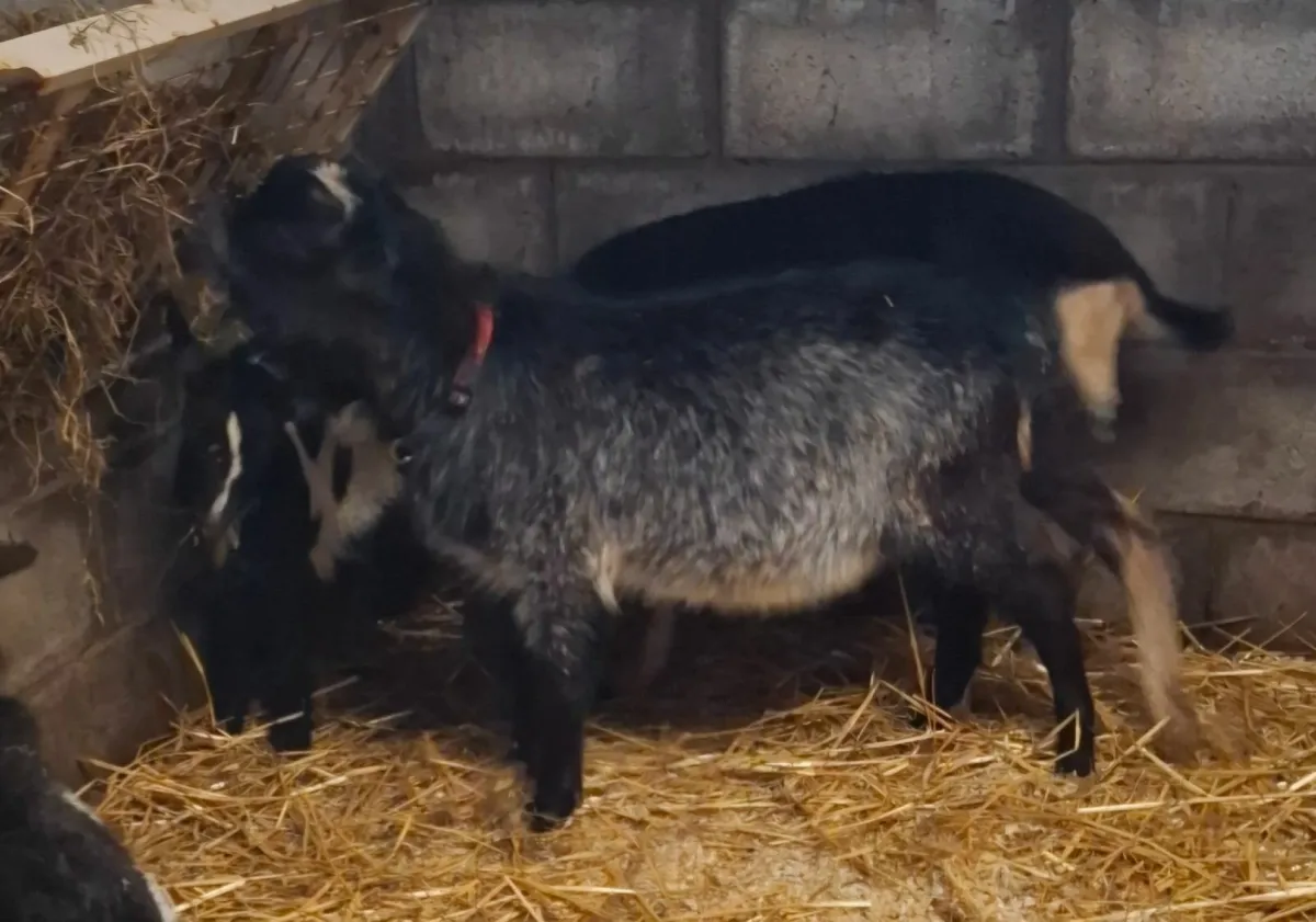Goats - Image 2
