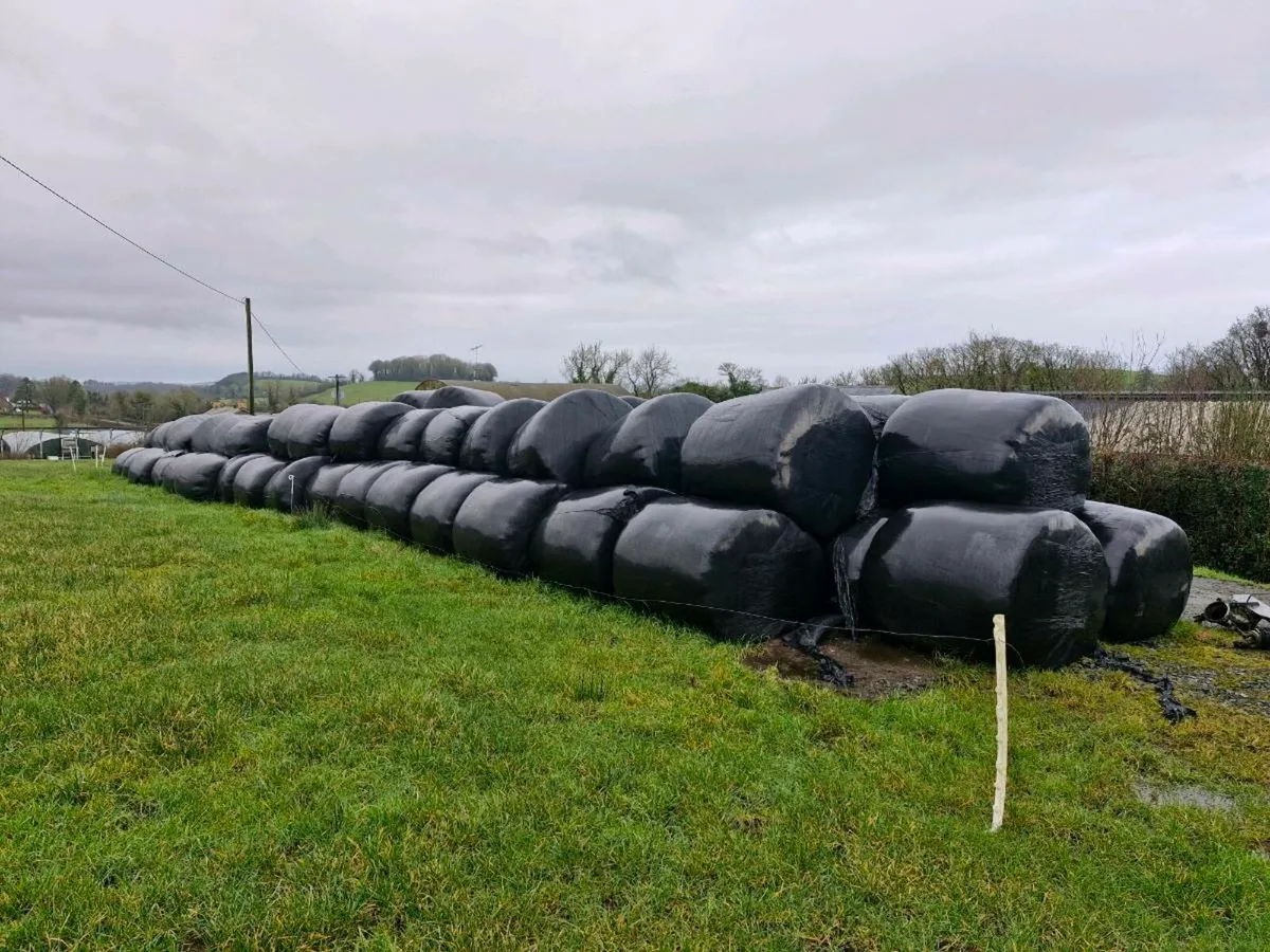 Round Bales - Image 1