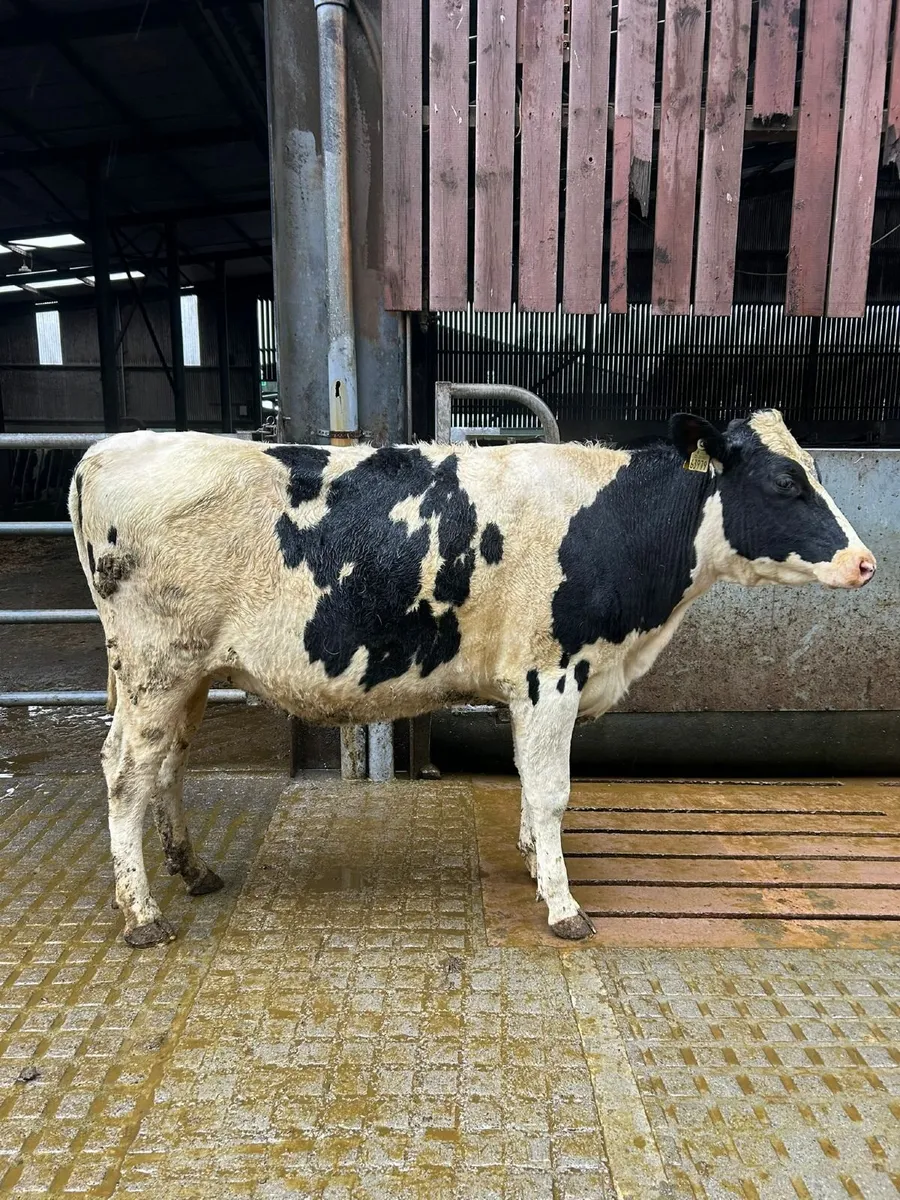 February/ March Calving heifers - Image 1