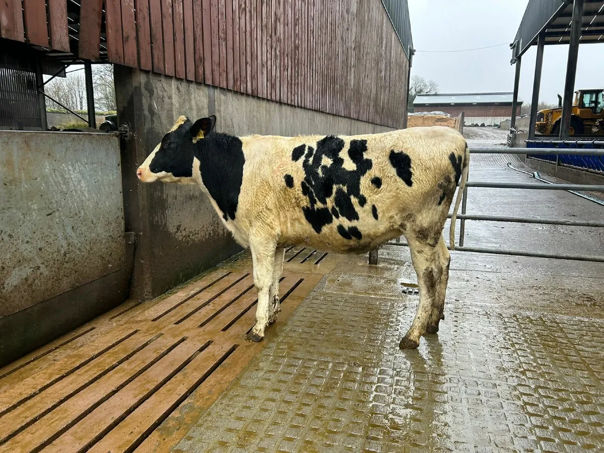 February/ March Calving heifers - Image 2