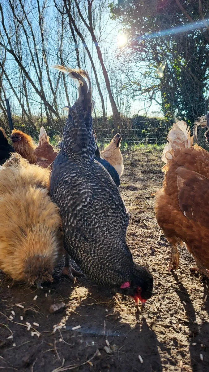 Roosters, cockerals, Aracaunas - Image 1