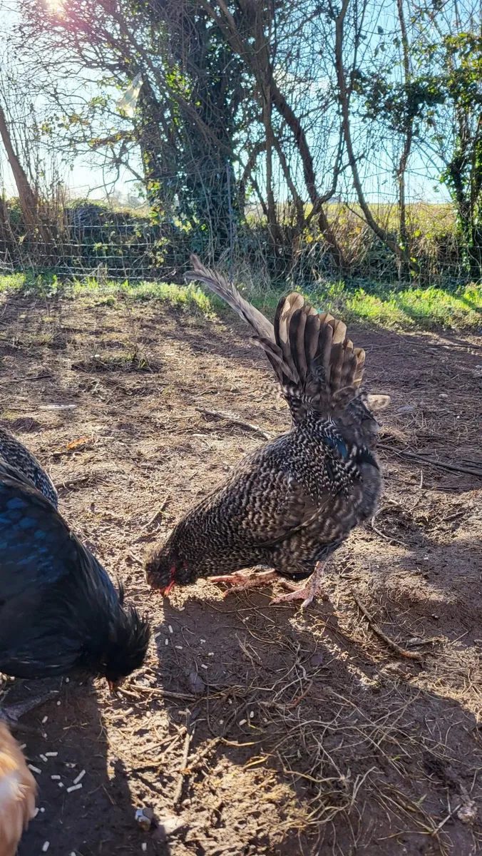 Roosters, cockerals, Aracaunas - Image 2