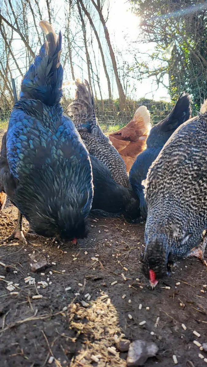 Roosters, cockerals, Aracaunas - Image 4