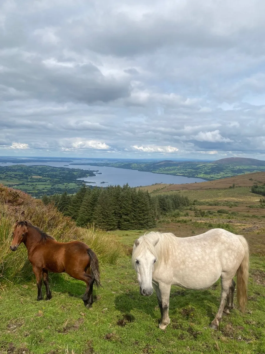 Kerry Bog Pony Colt - Image 1