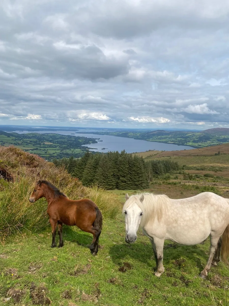 Kerry Bog Pony Colt - Image 2