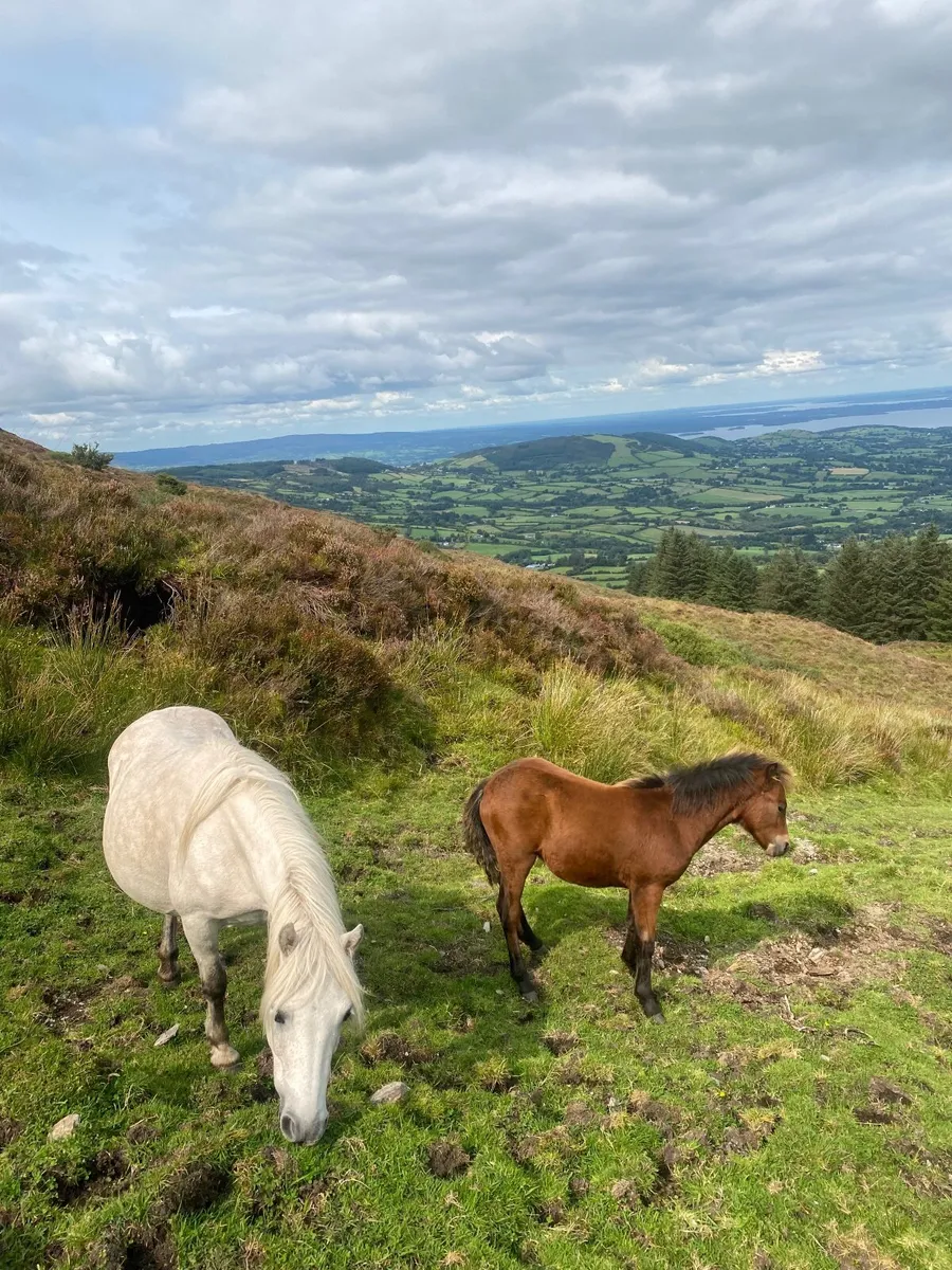 Kerry Bog Pony Colt - Image 3