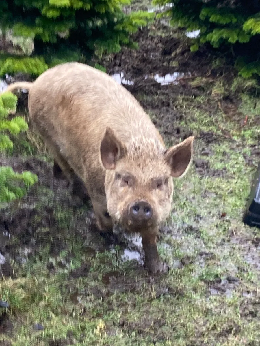2 x Kune Kune sows (mother and daughter) - Image 2