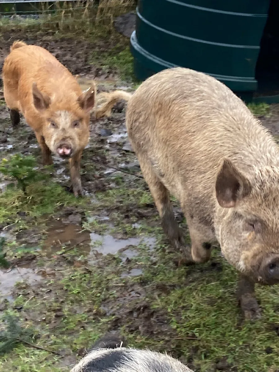 2 x Kune Kune sows (mother and daughter) - Image 1