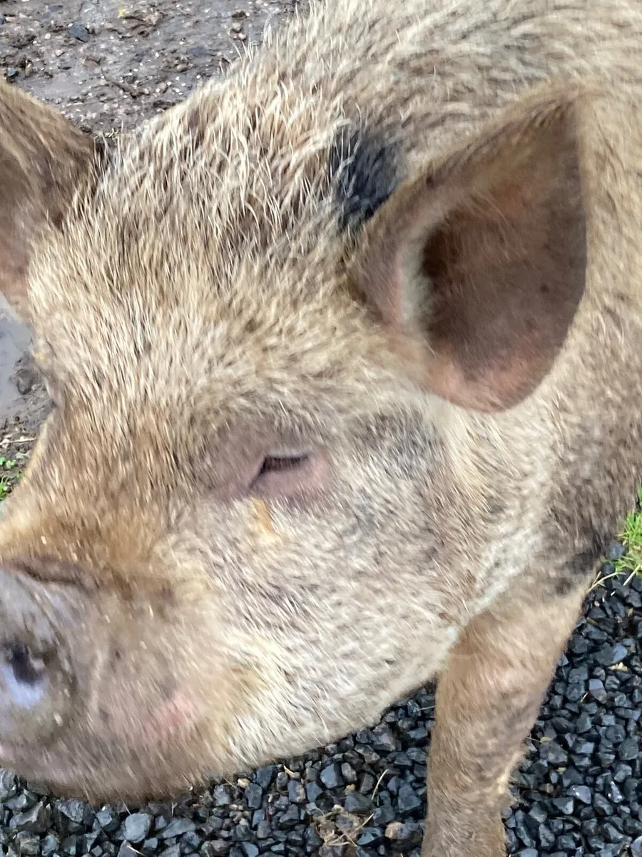 2 x Kune Kune sows (mother and daughter) - Image 3