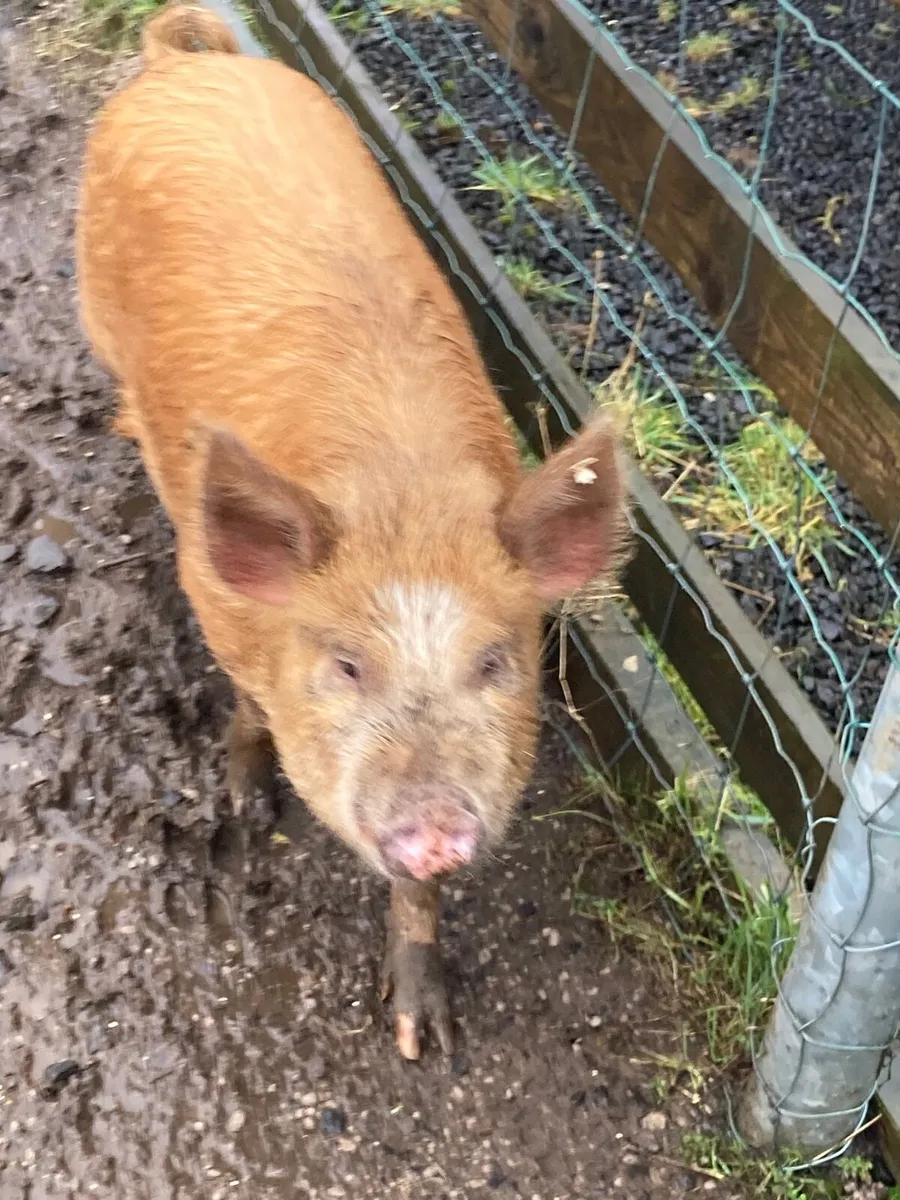 2 x Kune Kune sows (mother and daughter) - Image 4