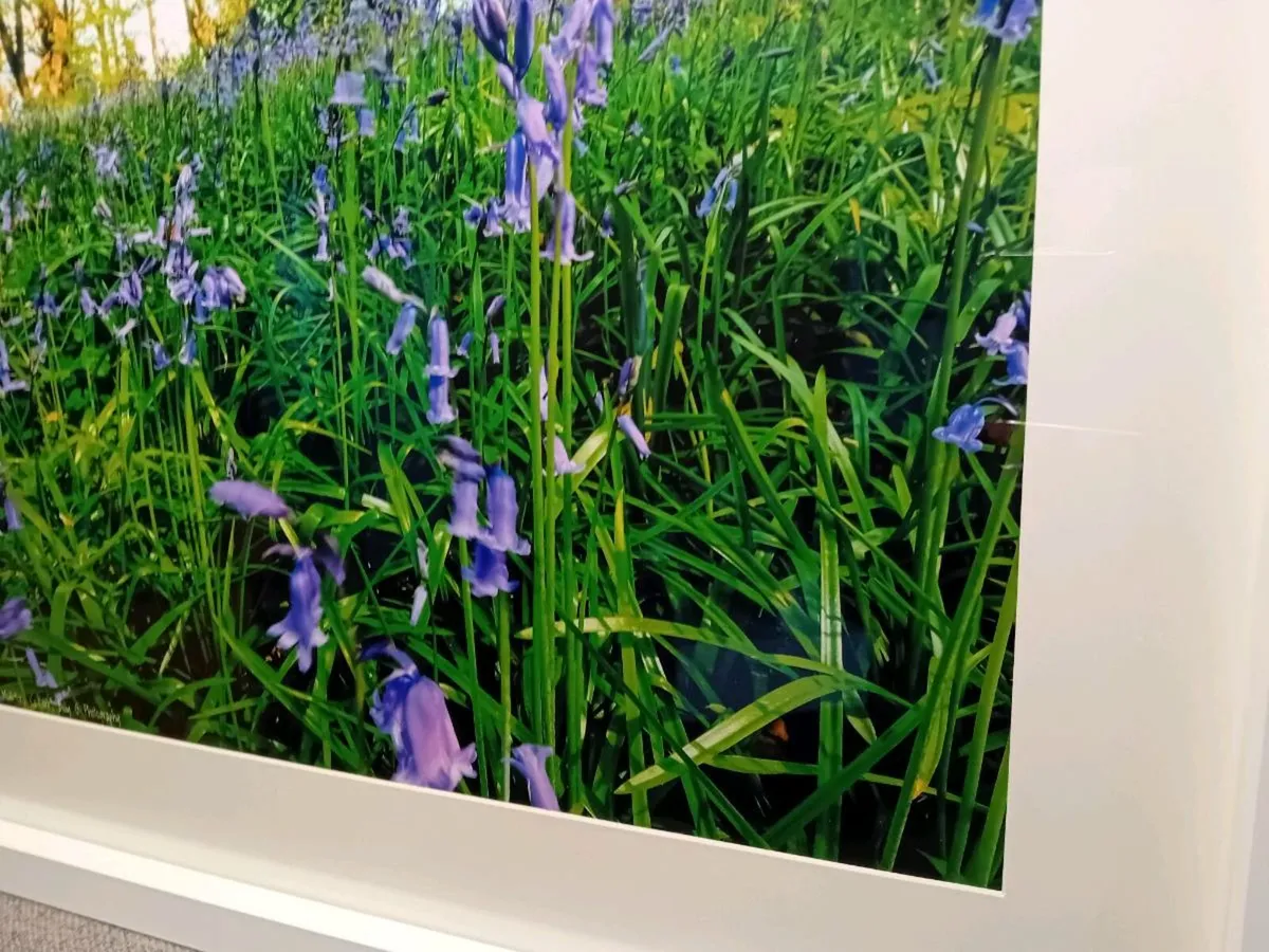 Bluebells in Ballyannon Woods - Image 2