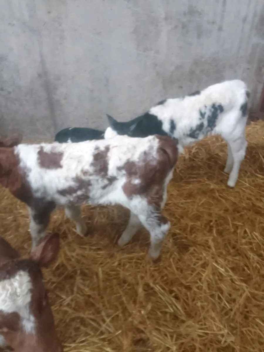 Calves - Image 1