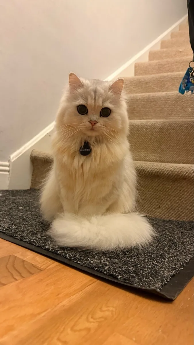 Meet Ruby, British long hair Cat. - Image 2