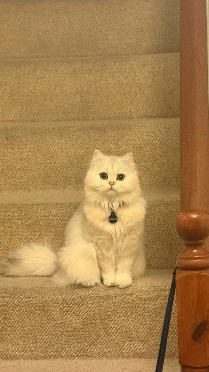 Meet Ruby, British long hair Cat. - Image 1