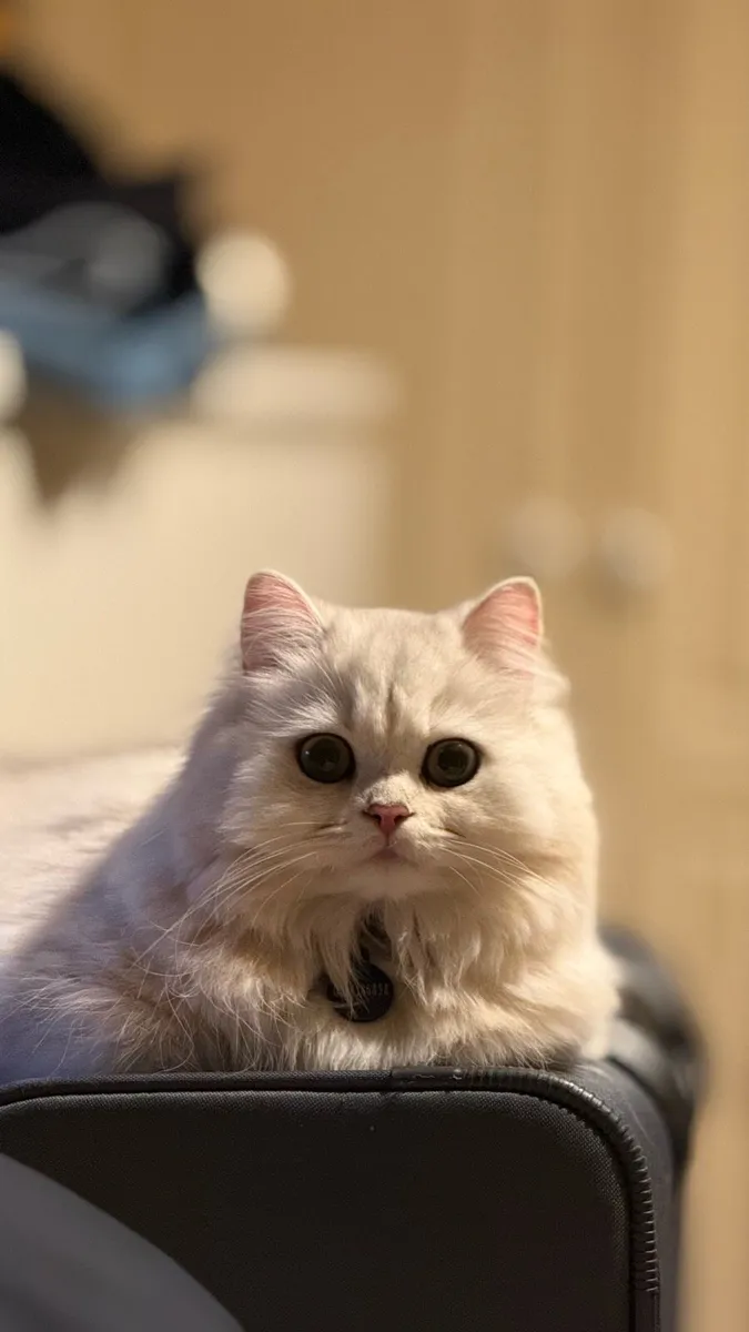 Meet Ruby, British long hair Cat. - Image 3