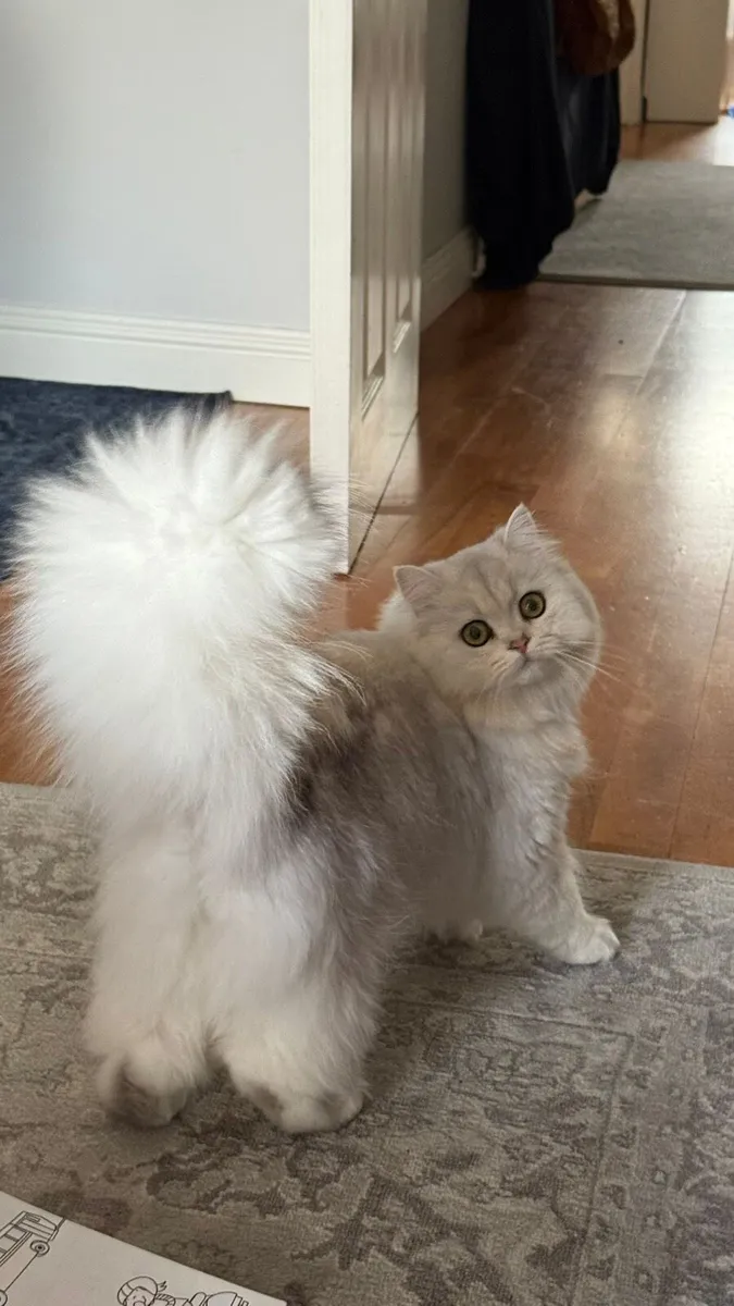 Meet Ruby, British long hair Cat. - Image 4