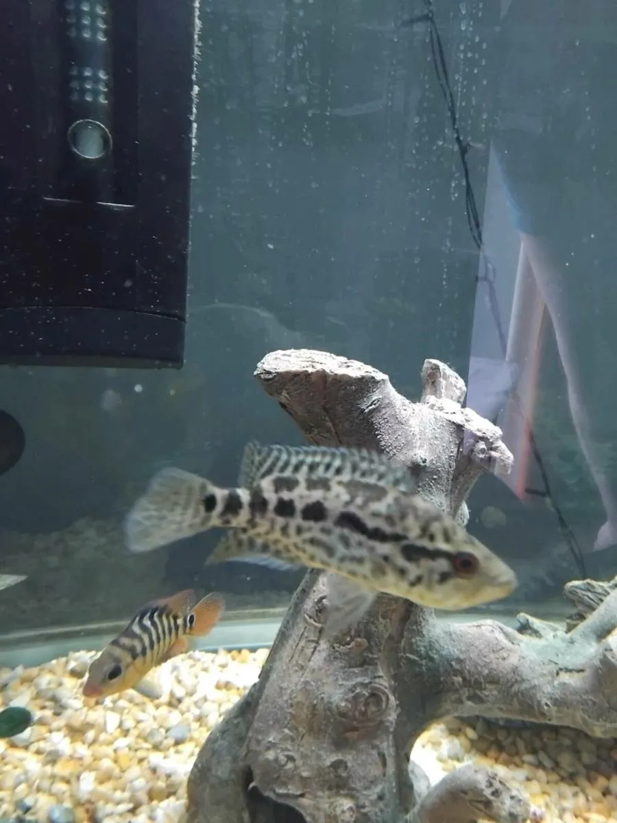 Jaguar Cichlid (Female) - Image 1
