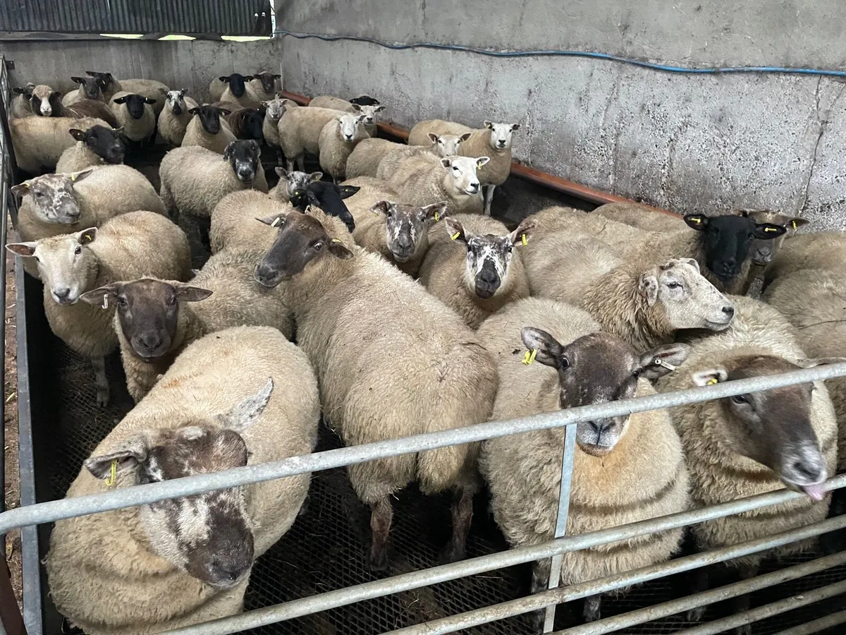 87 in lamb ewes - Image 1