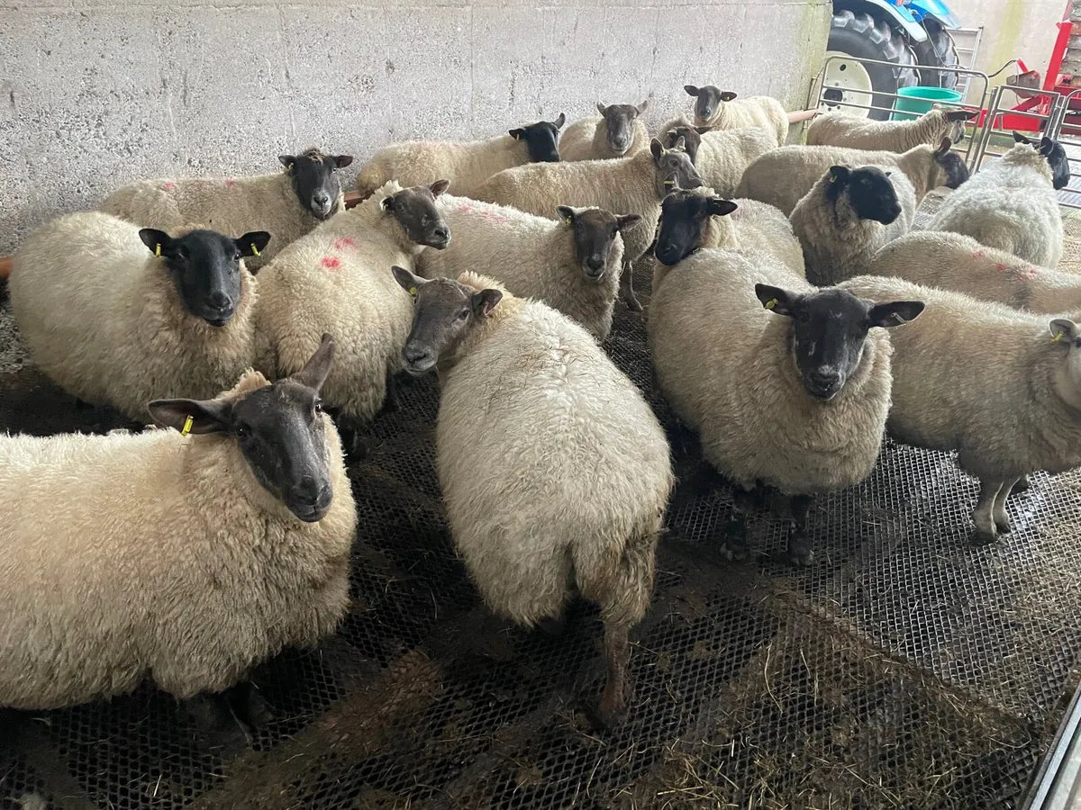 87 in lamb ewes - Image 2