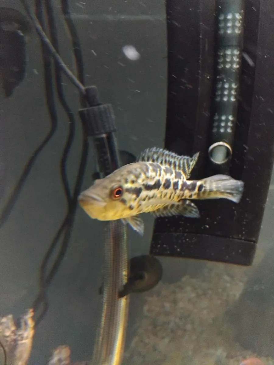 Jaguar Cichlid (Female) - Image 2
