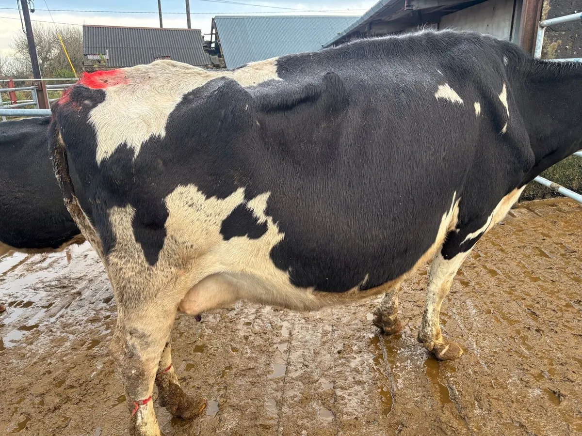 3 Friesian Cows for Sale - Image 3