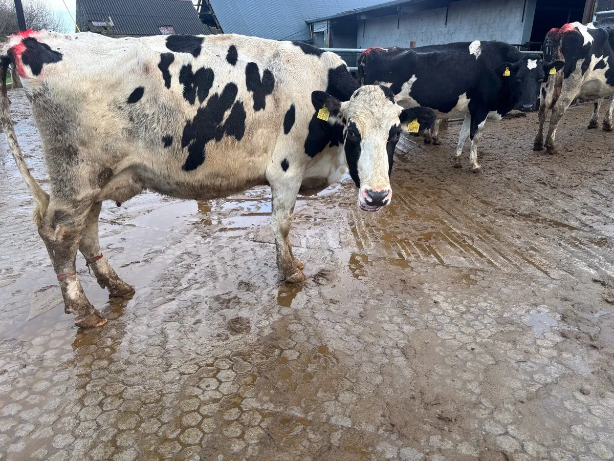 3 Friesian Cows for Sale - Image 4