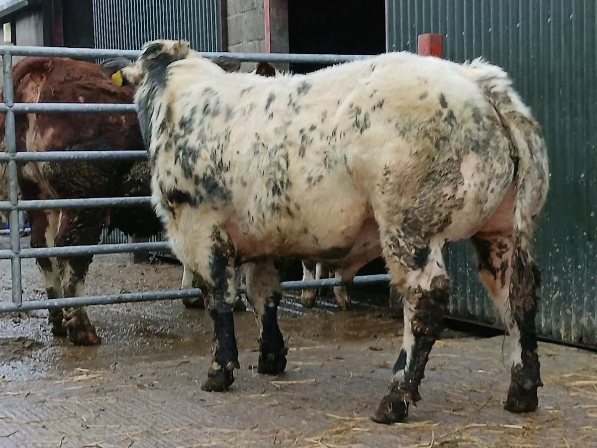 P.B. BELGAIN BLUE BULL - Image 2