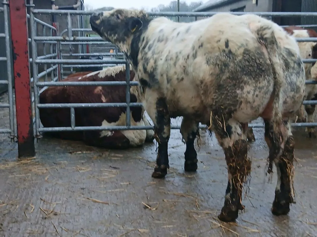 P.B. BELGAIN BLUE BULL - Image 3