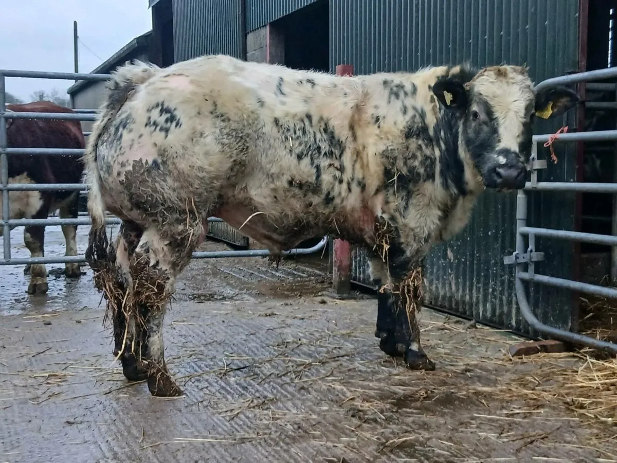 P.B. BELGAIN BLUE BULL - Image 4