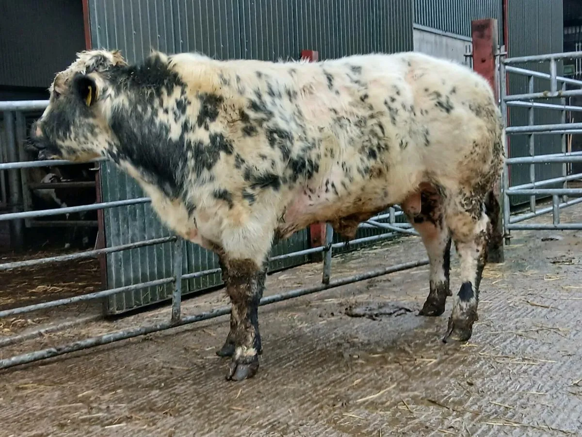 P.B. BELGAIN BLUE BULL - Image 1