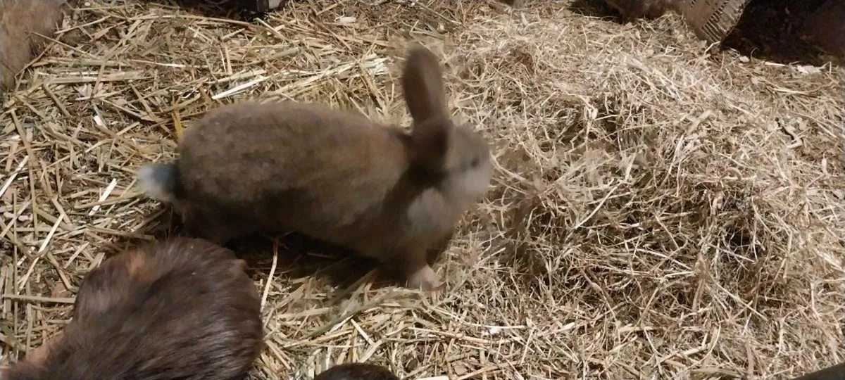 Baby bunnies - Image 4