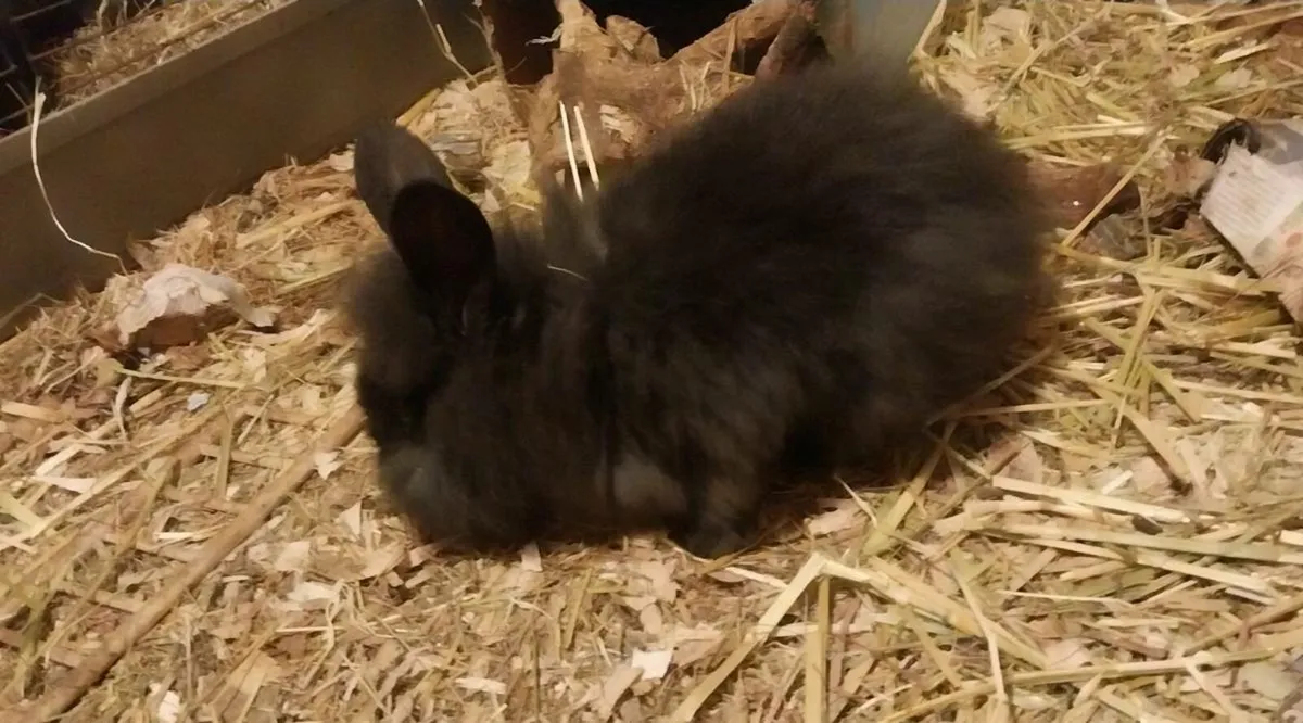Baby bunnies - Image 1