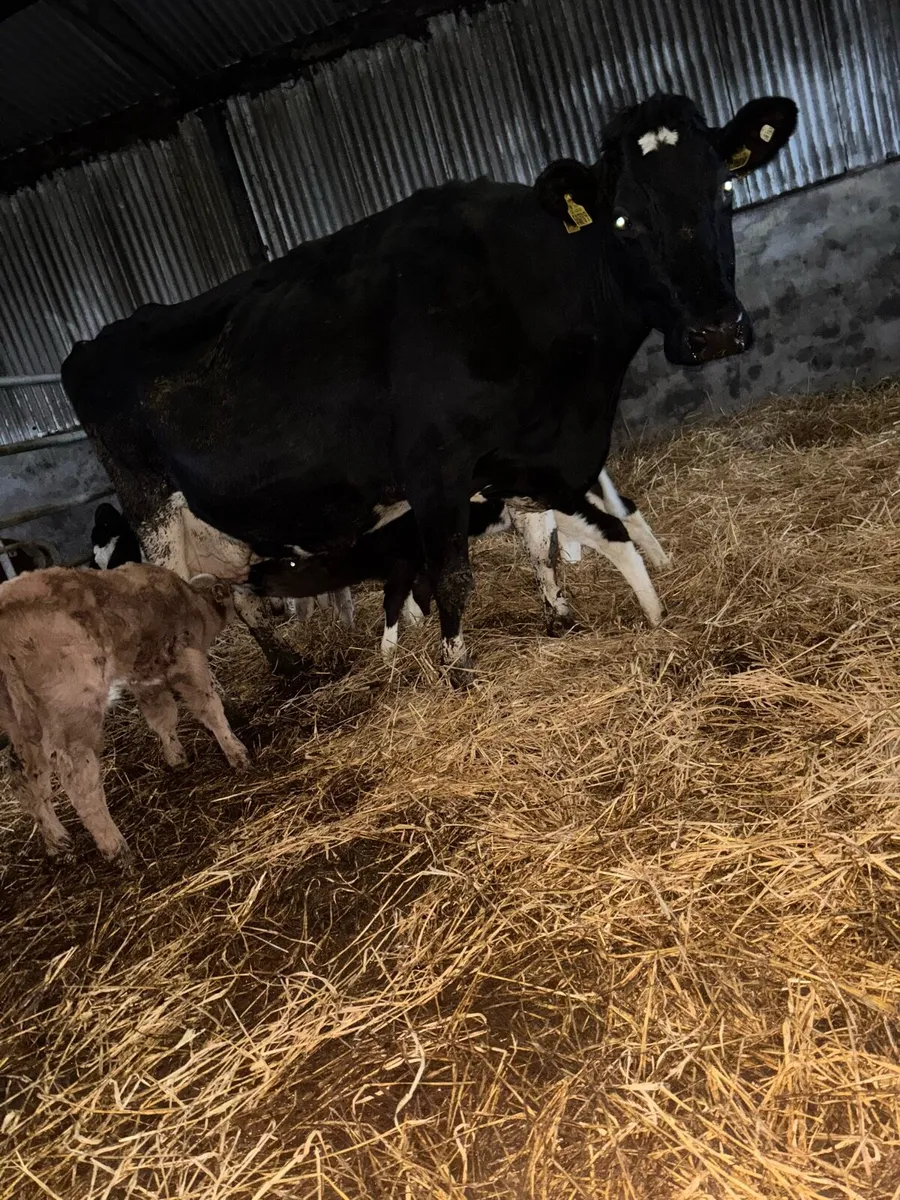 Cow to rear calves - Image 1