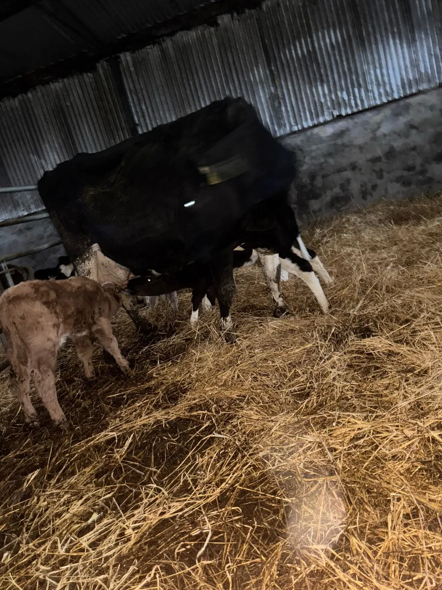 Cow to rear calves - Image 2