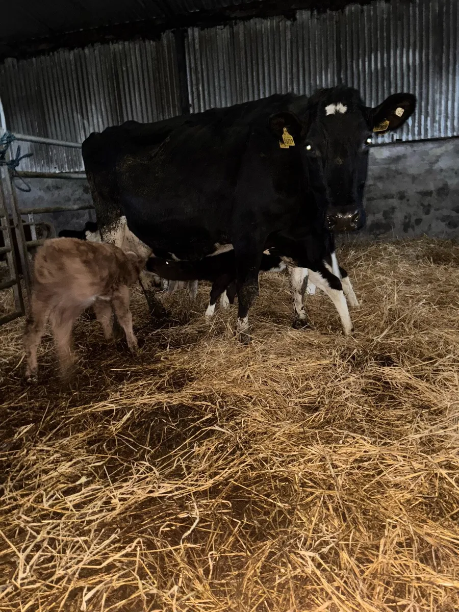 Cow to rear calves - Image 3