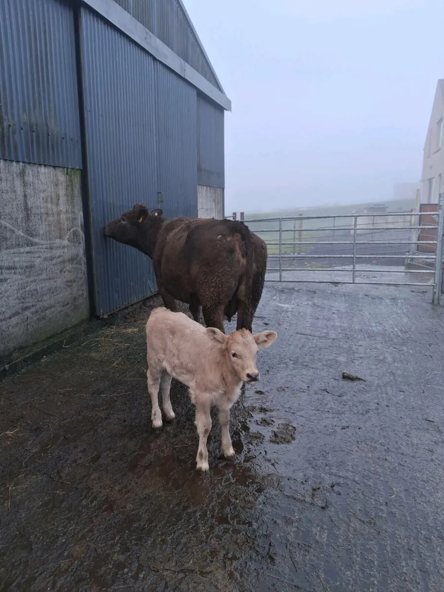 Suckler cow - Image 3