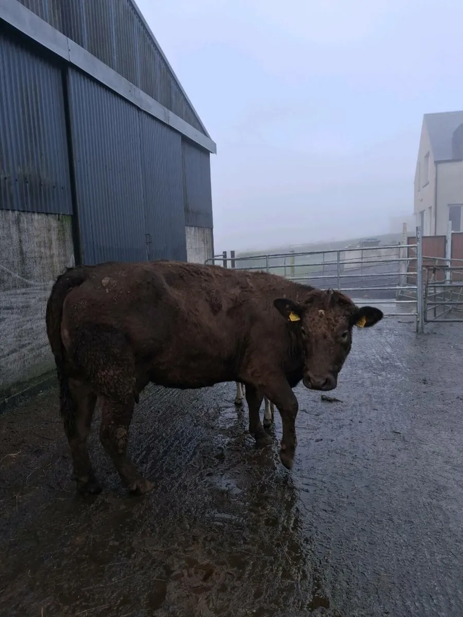 Suckler cow - Image 2