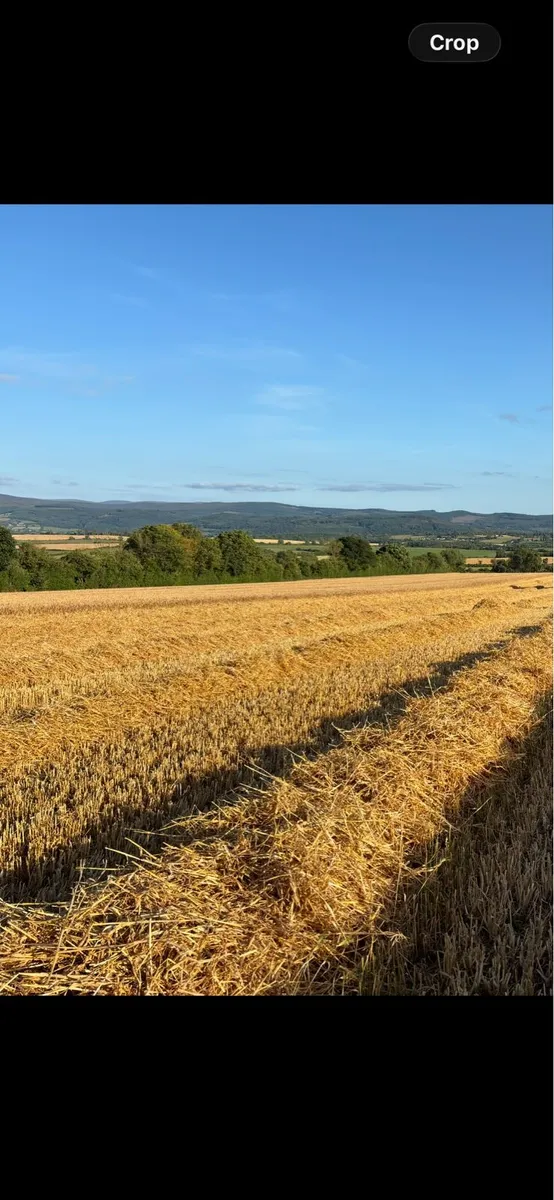 Barley Straw - Image 3