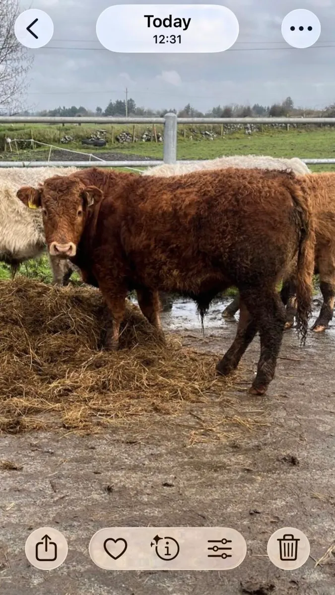 Weanling bull - Image 2