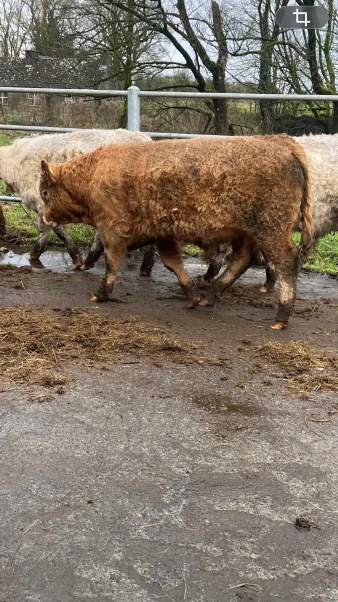 Weanling bull - Image 3