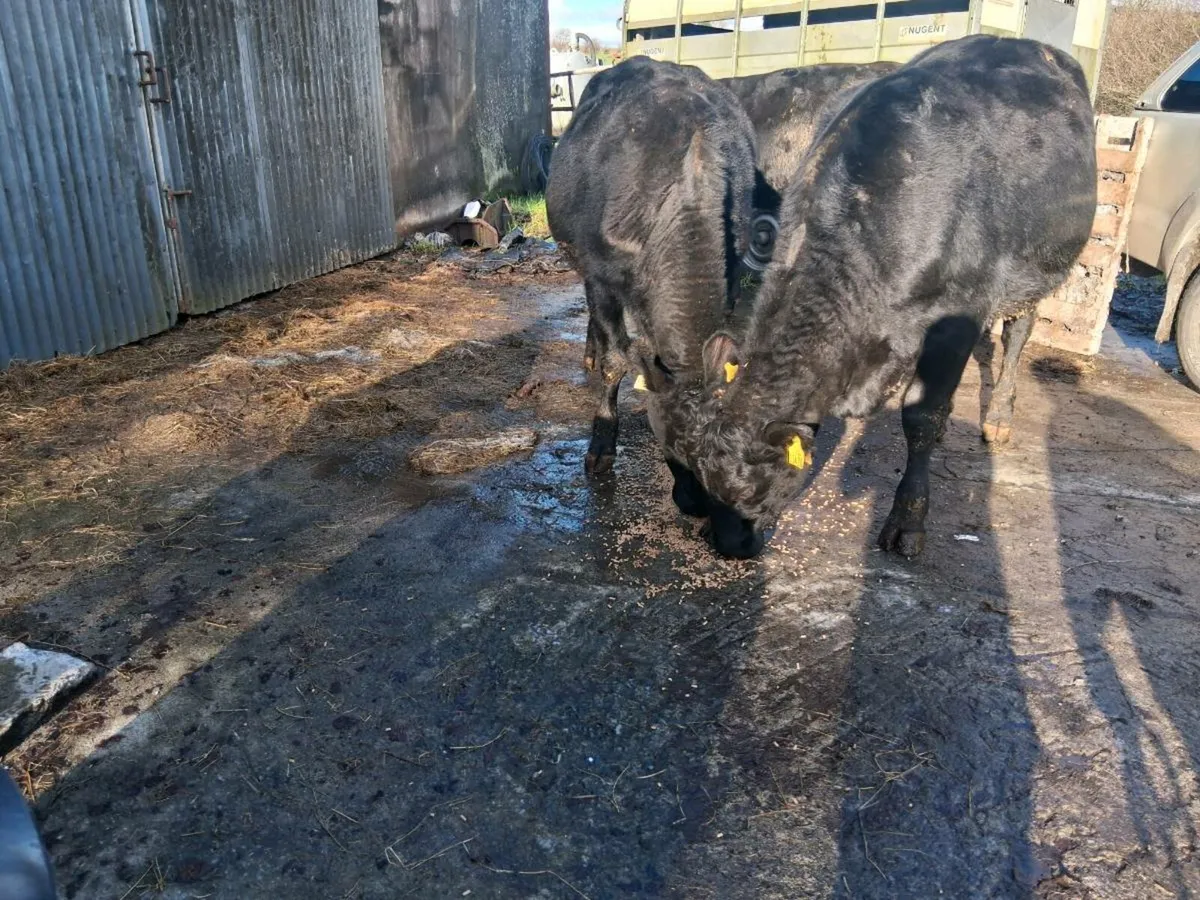 Incalf Heifers - Image 1