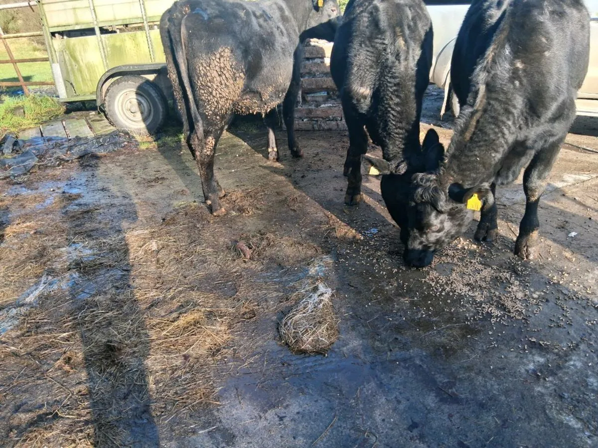 Incalf Heifers - Image 2