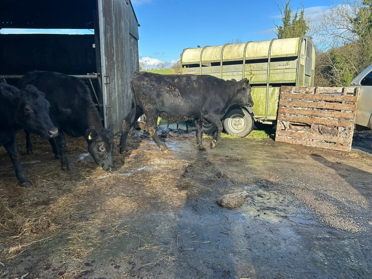 Incalf Heifers - Image 3