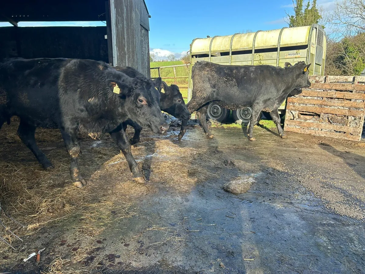 Incalf Heifers - Image 4