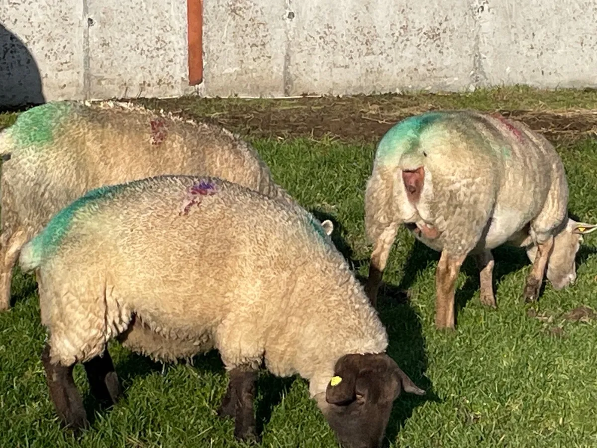 3 In Lamb Ewes For Sale - Image 3
