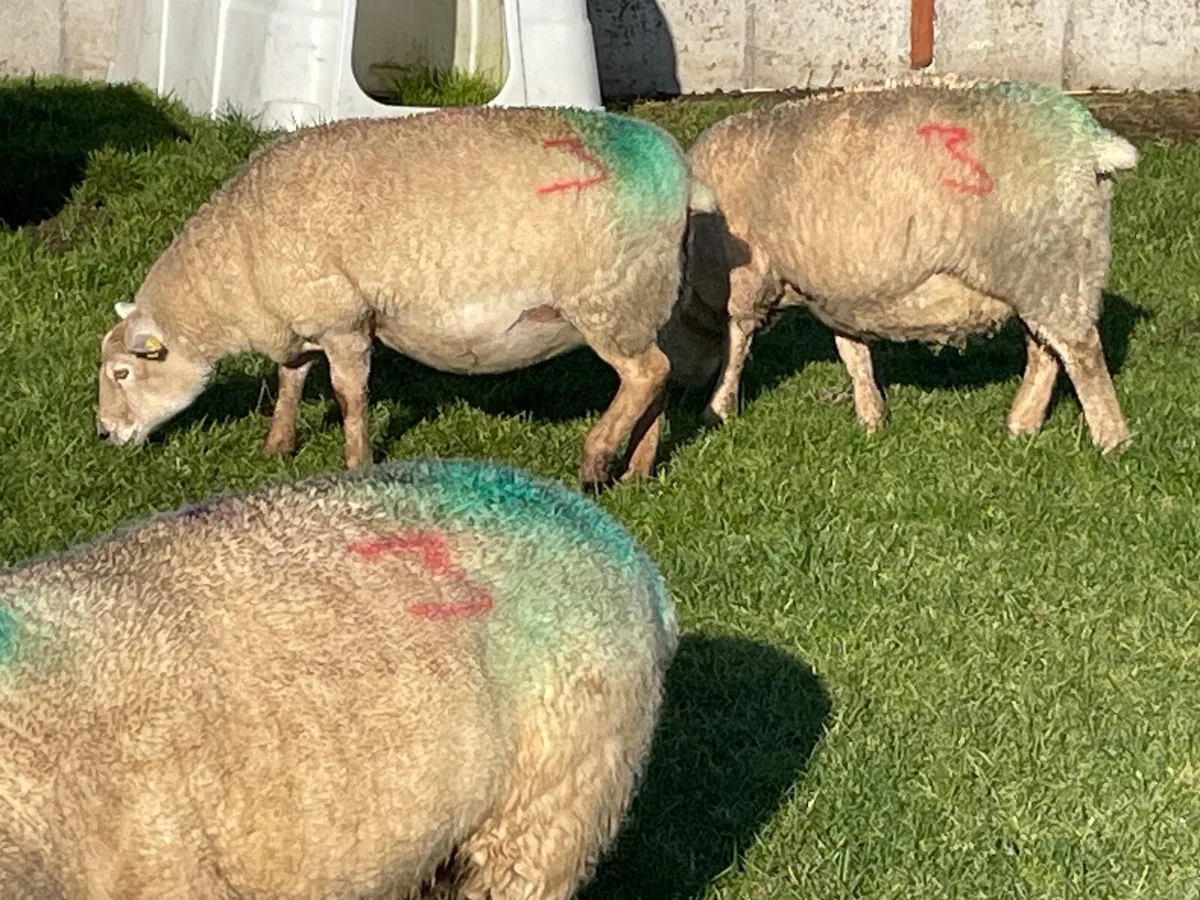 3 In Lamb Ewes For Sale - Image 4