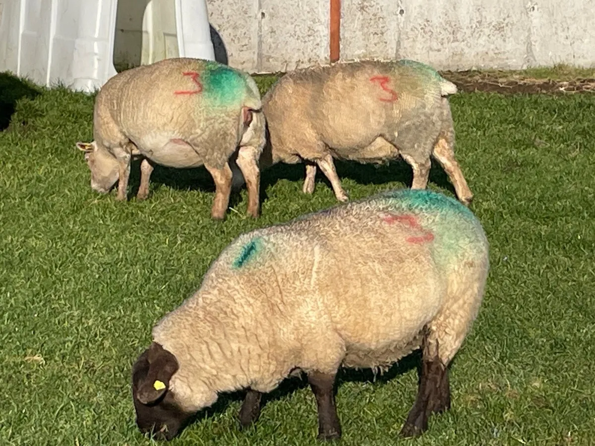 3 In Lamb Ewes For Sale - Image 2