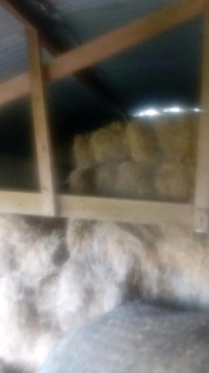 Hay and silage - Image 2