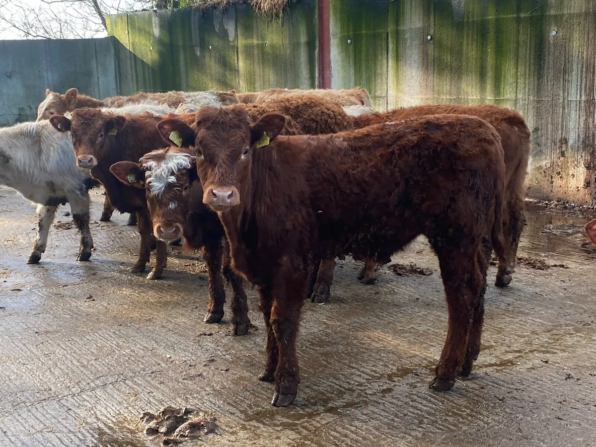 10 Bullocks 285kg @ Lissava Livestock - Image 3